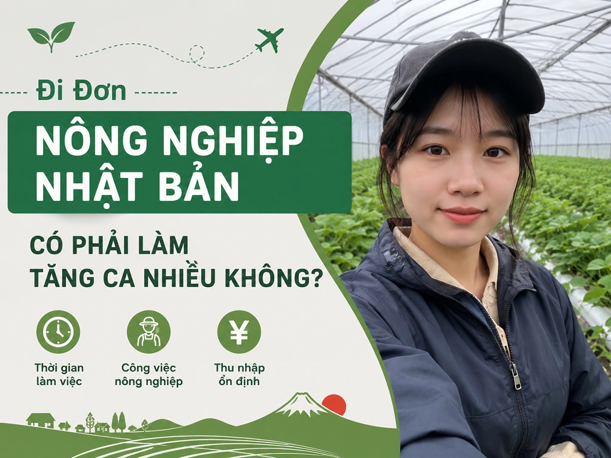 Đi đơn nông nghiệp Nhật Bản có phải làm tăng ca nhiều không?