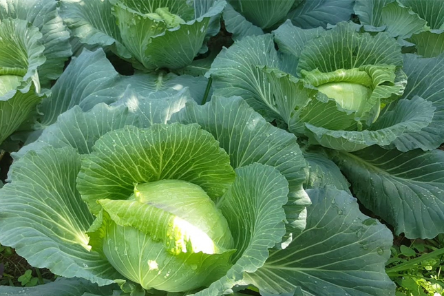 Đơn tuyển dụng 08 lao động trồng và thu hoạch bắp cải