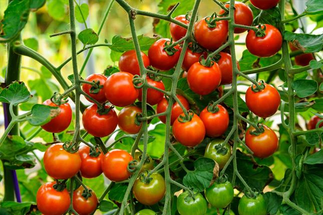 Đơn tuyển dụng 10 lao động trồng và chăm sóc cà chua nhà kính