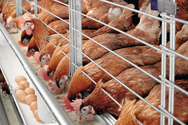 Đơn tuyển dụng 06 lao động chăn nuôi gà công nghiệp