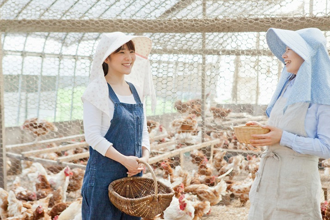 Tuyển 06 Nữ chăn nuôi gà tại Nagano (TP Ueda), Nhật Bản