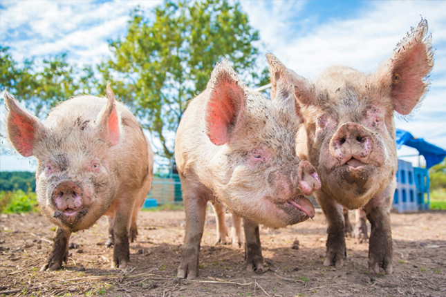 Đơn tuyển dụng 07 lao động chăn nuôi lợn công nghiệp