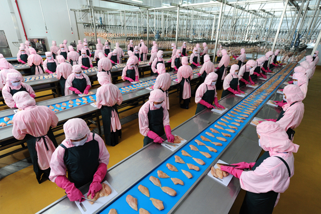 Đơn tuyển dụng 03 nam + 05 nữ thực phẩm gà – Nhân Phụng (Phượng Sơn, Cao Hùng)