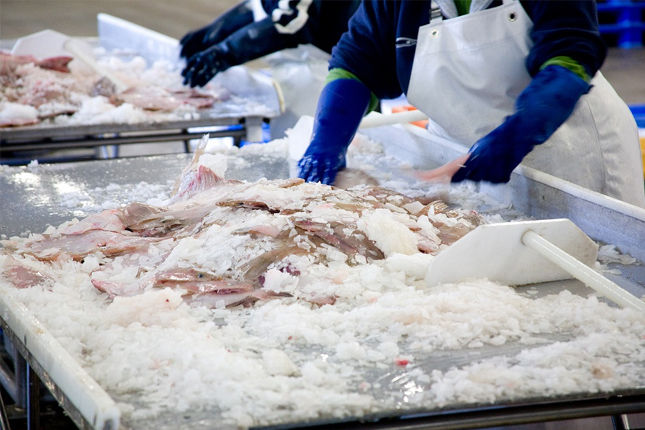 Tuyển 06 nam chế biến thực phẩm làm việc tại Kanagawa (TP Miura)