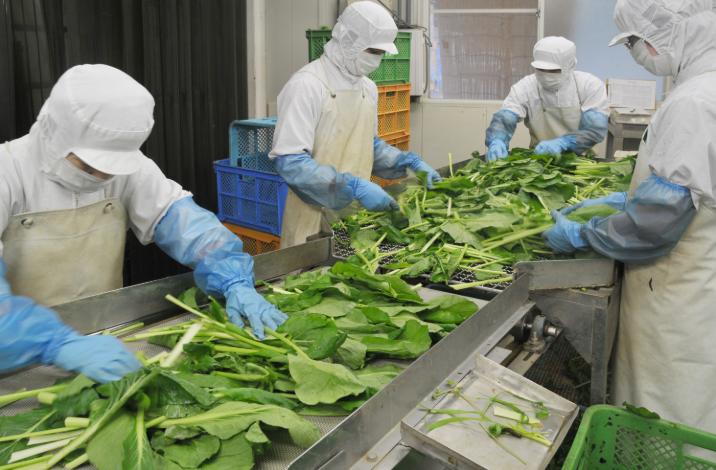 Đơn tuyển dụng 5 nam làm việc tại Hokkaido – Chế biến thực phẩm