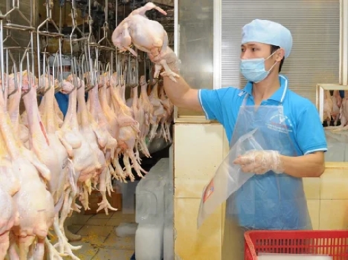 Tuyển 4 nam chế biến gà - Nhà máy Diec Thinh - Bình Đông
