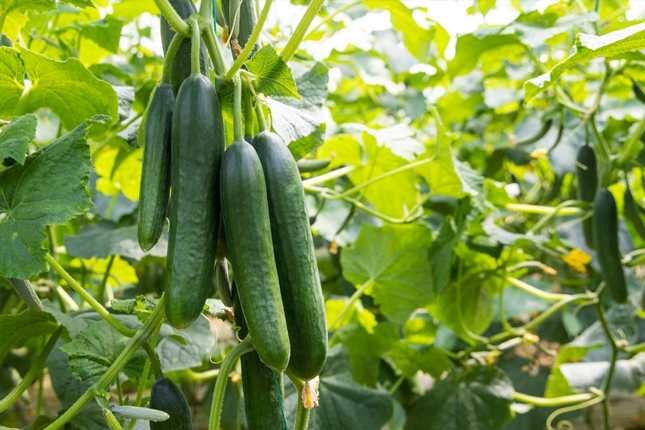 Đơn tuyển dụng 10 lao động trồng và thu hoạch dưa chuột