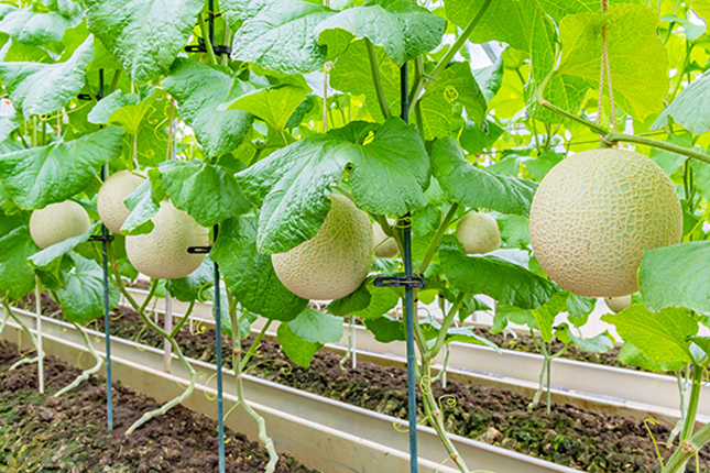 Đơn tuyển dụng 08 lao động trồng và chăm sóc dưa lưới trong nhà kính