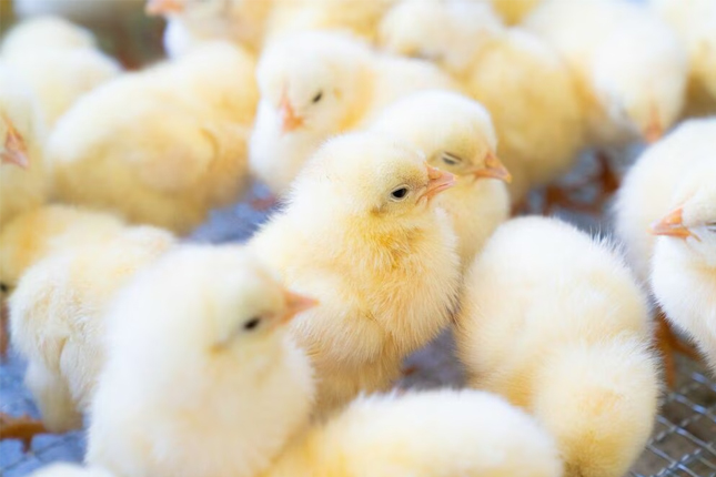 Tuyển 05 Nam Tokutei Nông nghiệp chăn nuôi tại Fukushima (TP Soma), Nhật Bản