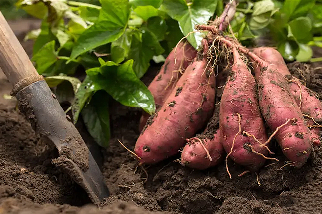 Đơn tuyển dụng 12 lao động trồng và thu hoạch khoai lang