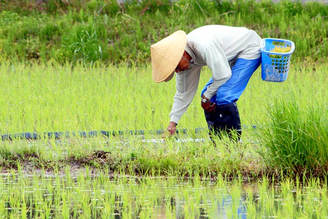 Tuyển 07 Nam ngành Nông nghiệp trồng trọt làm việc tại Hiroshima (Khu vực Sera)