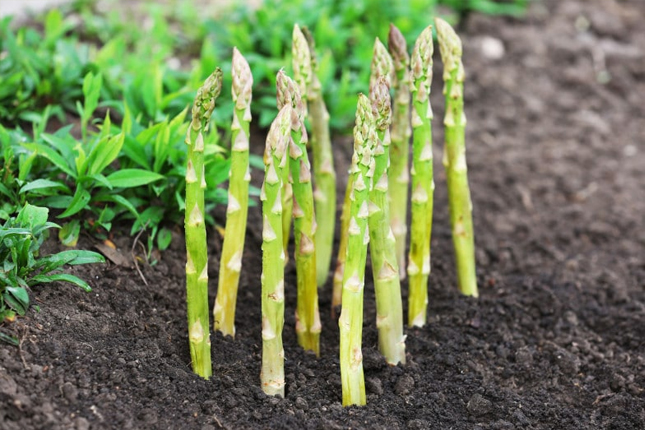 Đơn tuyển dụng 06 lao động trồng và thu hoạch măng tây