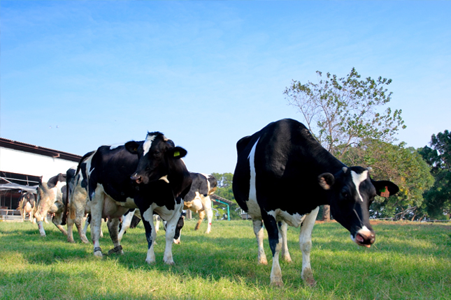 Đơn tuyển dụng 08 lao động chăn nuôi bò sữa – trang trại hiện đại