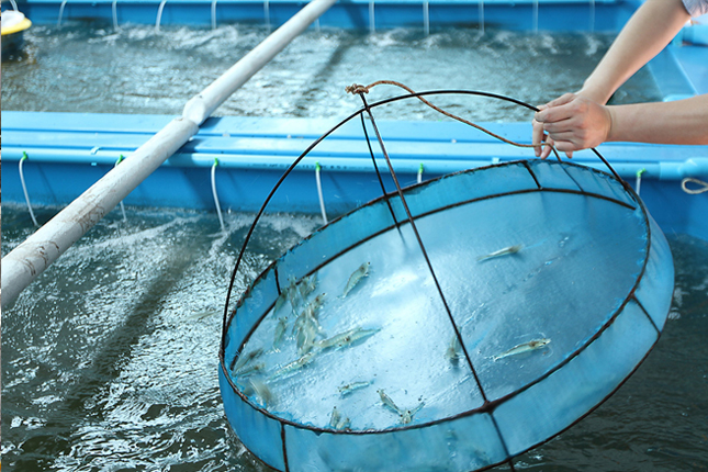 Tuyển 5 Nam chăn nuôi tôm cá làm việc tại Tam Trung, Đài Loan