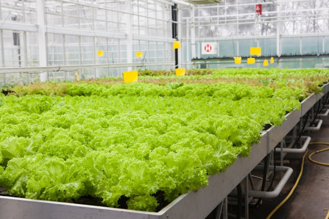 Tuyển 08 Nữ ngành Nông nghiệp trồng trọt làm việc tại Tokushima