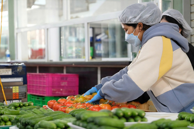 Đơn tuyển dụng 12 lao động sơ chế – đóng gói rau củ