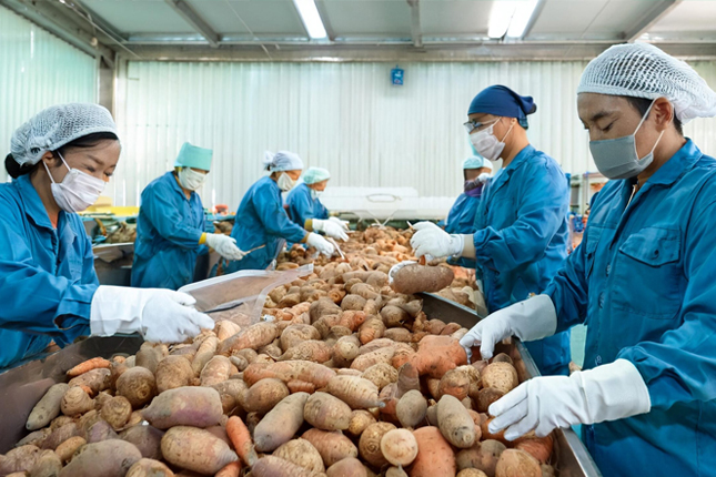 Đơn tuyển dụng 06 nam chế biến thực phẩm – tăng ca cao 70–90h/tháng (Đài Loan)