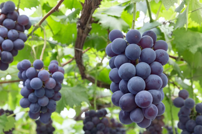 Đơn tuyển dụng 07 lao động trồng và thu hoạch cây ăn quả