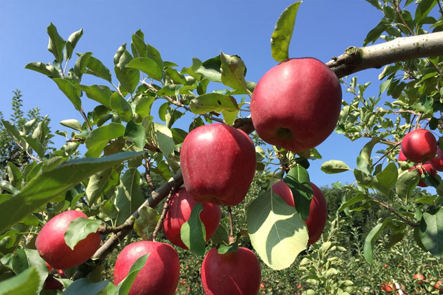 Đơn tuyển dụng 06 lao động thu hoạch táo – lê