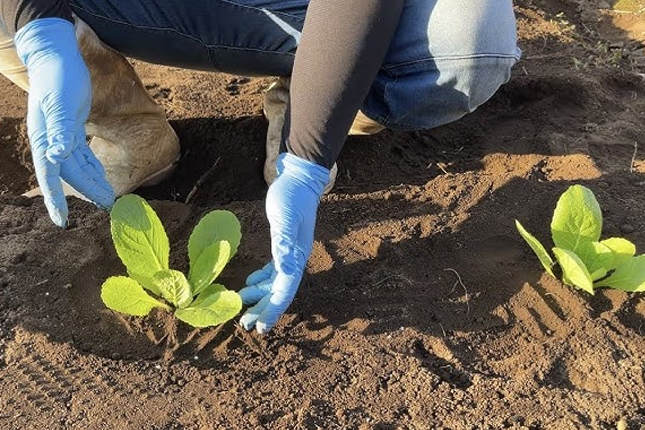 Tuyển 10 Nam ngành Lâm nghiệp làm việc tại Ibaraki (TP Hitachinomiya)