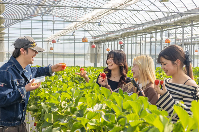 Đơn tuyển dụng 10 lao động trồng dâu tây – cà chua trong nhà kính