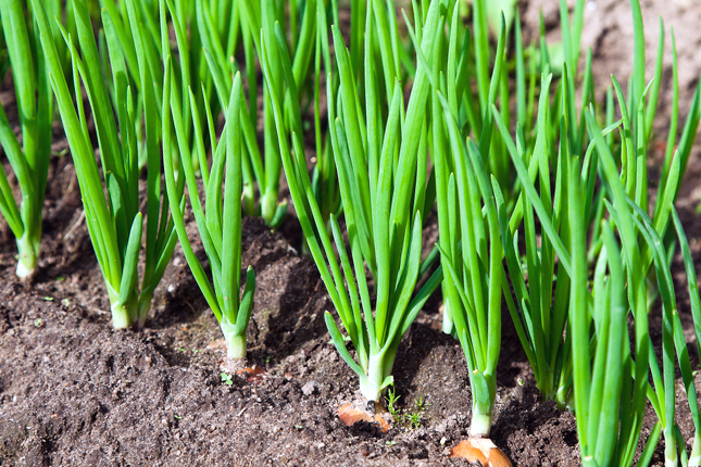 Đơn tuyển dụng 07 lao động trồng và thu hoạch hành lá