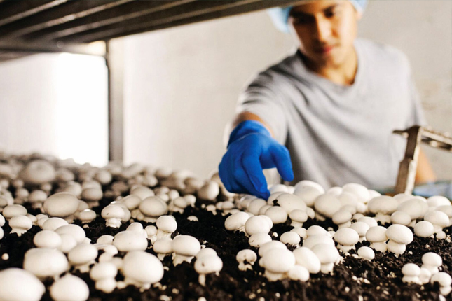 Đơn tuyển dụng 09 lao động trồng và thu hoạch nấm trong nhà xưởng