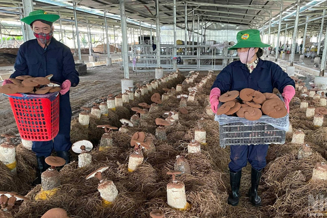 Tuyển 6 Nam/Nữ trồng nấm làm việc tại Đài Nam (Đài Loan)