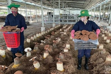 Tuyển 6 Nam/Nữ trồng nấm làm việc tại Đài Nam (Đài Loan)