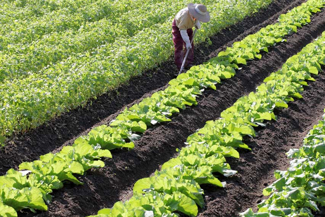 Tuyển 08 Nữ Tokutei Nông nghiệp trồng trọt tại Oita (TP Bungotakada), Nhật Bản