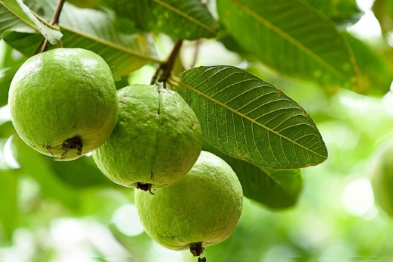 Đơn tuyển dụng 03 nữ Gia Phong – Nông nghiệp trồng ổi – Chương Hóa