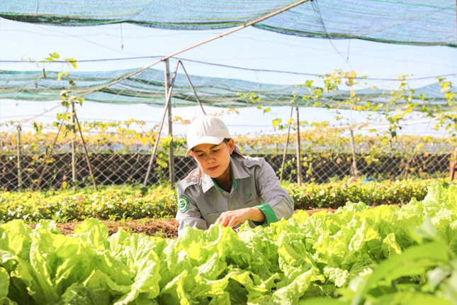 Tuyển 8 Nam + 4 Nữ nông nghiệp rau sạch làm việc tại Đào Viên (Đài Loan)