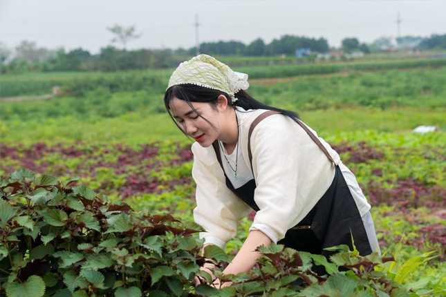 Đơn tuyển dụng 08 nữ nông nghiệp trồng rau củ – tăng ca 2–4h/ngày (Đại Khê, Đào Viên)