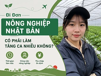 Đi Đơn Nông Nghiệp Nhật Bản Có Phải Làm Tăng Ca Nhiều Không?